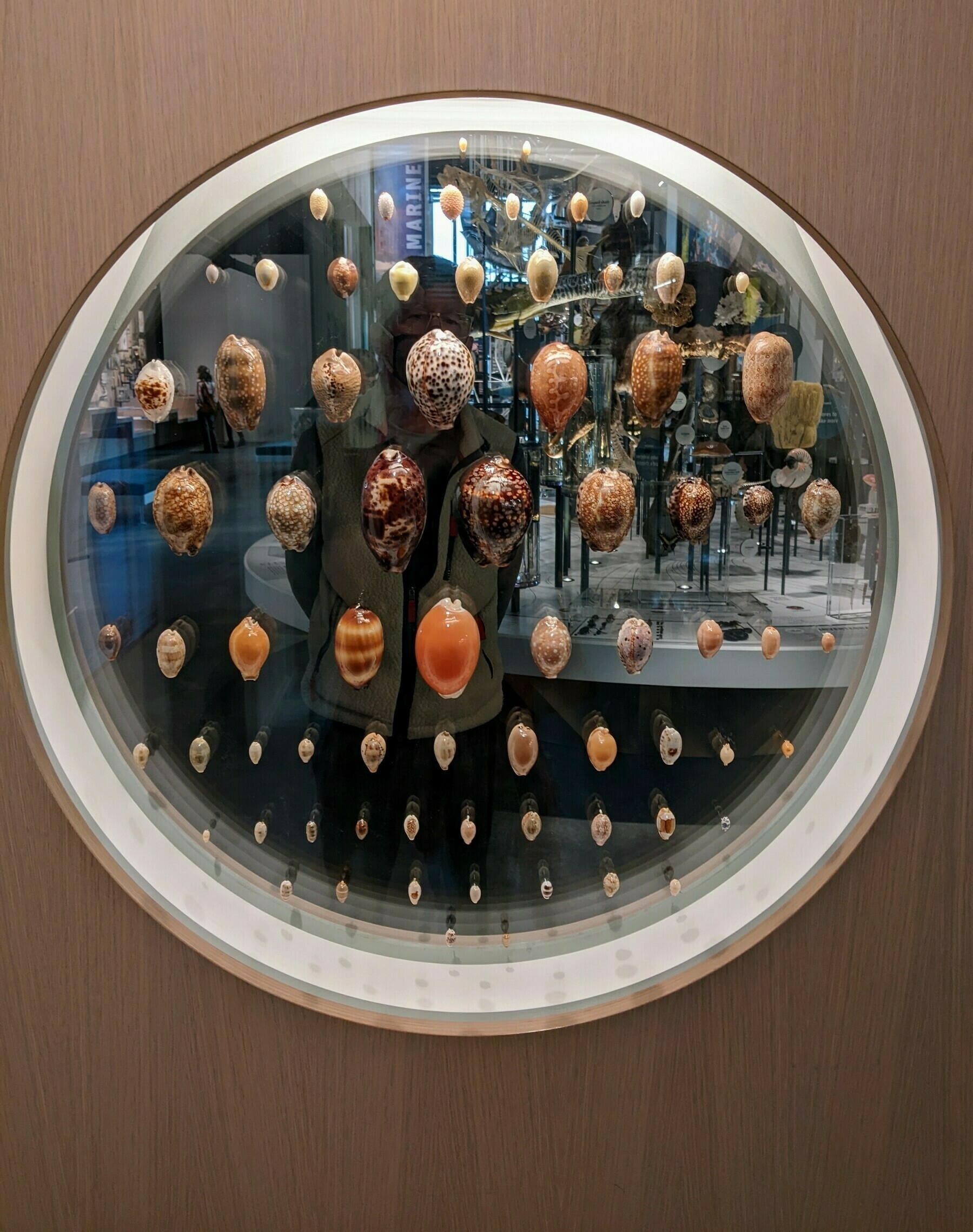 masked man behind round window displaying 75 cowrie species